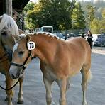 haflinger in not3