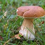 cepe mushrooms in the wild france video3
