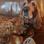 irish setter rescue dogs available3