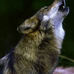 Wolf wikipedia1