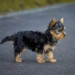 yorkshire terrier wesen1