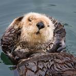 are otters funny or smart2