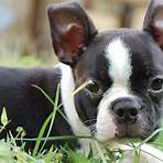 Rhett the Boston Terrier wikipedia4