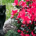 Black Cat4