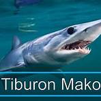 tiburón mako velocidad2