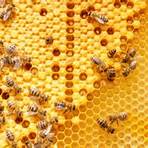 honey bee animal1