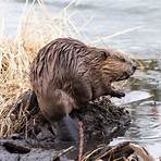 beaver species4
