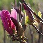 magnolia susan3
