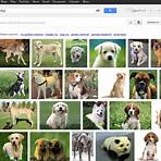 bing images search google images1
