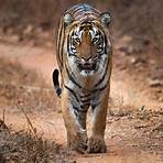 leben tiger im regenwald3
