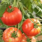 What is a golden Indeterminate tomato?1