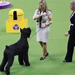 westminster dog show 20234