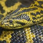 anaconda amarela1