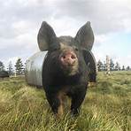 berkshire pigs in ontario real estate license4