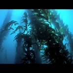 Wonders of the Sea 3D filme2