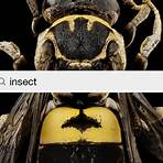 insect images1
