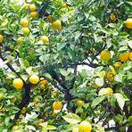 Lemon Grove, California, United States4