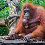 singapore zoo breakfast with the orangutans2