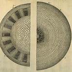 robert hooke microscopio4