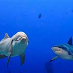 shark vs dolphin5