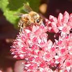 facts about honey bees2