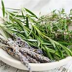 brassica oleracea var sabellica datos nutricionales3
