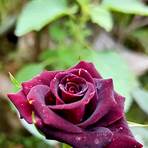 Black Rose5