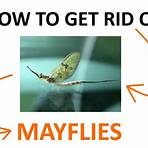 how to find someone on plenty of fish flies infestation video1