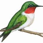 The Hummingbird3