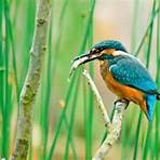 What does kingfisher do?1