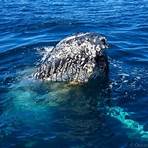 knysna whale watching1