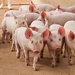pig farm business2