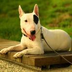 bull terrier2