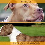 pitbull stanford terrier3