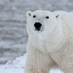 urso-polar2