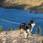 Are Dogs Allowed in Acadia National Park?2
