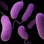bakterielle infektionskrankheiten tabelle1