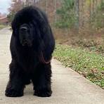 do newfoundlands make good family dogs breeds that don t shed medium size1