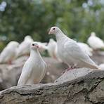 Die weiße Taube5