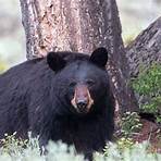 Black Bear Pictures1