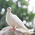 Die weiße Taube4