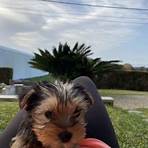 yorkshire terrier for sale1
