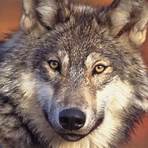 wolf wikipedia2