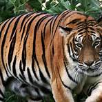 bengal tiger vs siberian tiger4