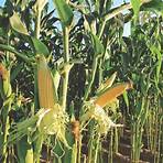 corn plant facts4