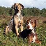 louisiana catahoula5