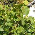 weingut martin zeil am main5