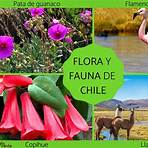 flora de chile wikipedia2