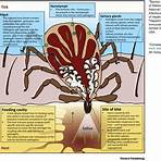 do ticks have saliva called their tails1