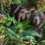 great bear rainforest canada2